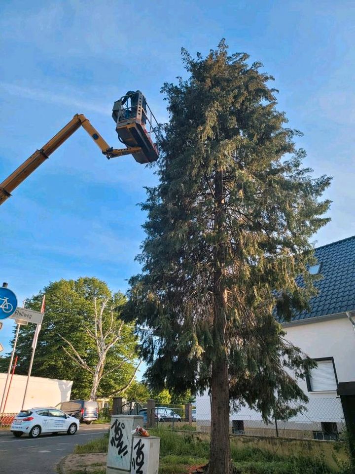 Baum fällen,schneiden, kürzen,baumschnitt in Wesseling