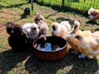 Seidenhühner Hennen angeboten Niedersachsen - Wilsum Vorschau