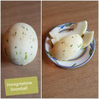 Honigmelone Shnowball, fruchtfleisch hell Samen 7 St Bayern - Woerth an der Donau Vorschau