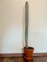 2 x Pilosocereus, Säulenkaktus/Kaktee/Kaktus/Zimmerpflanze Nürnberg (Mittelfr) - Mitte Vorschau