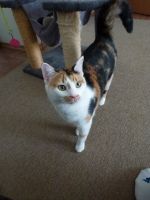 Dreifarbige Katze Nika sucht neue Familie Bayern - Waldkraiburg Vorschau