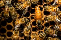 Bienenschwarm Bayern - Ruhmannsfelden Vorschau