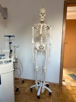 Skelett 3D scientific Anatomie Dortmund - Benninghofen Vorschau