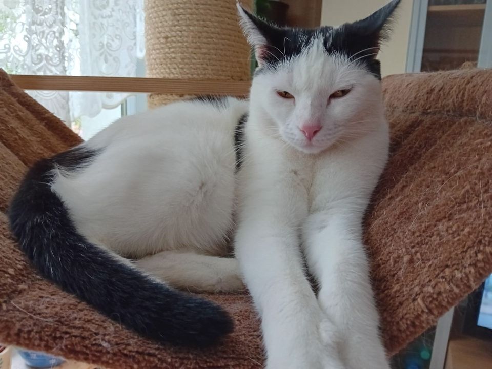 Wunderschöne Katze Bettina sucht ein Zuhause (ca. 2,5 Jahre) in Göppingen