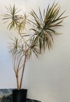 Palme, Drachenbaum, Dracaena Pflanze XXL, ca. 2,50 m Rheinland-Pfalz - Koblenz Vorschau