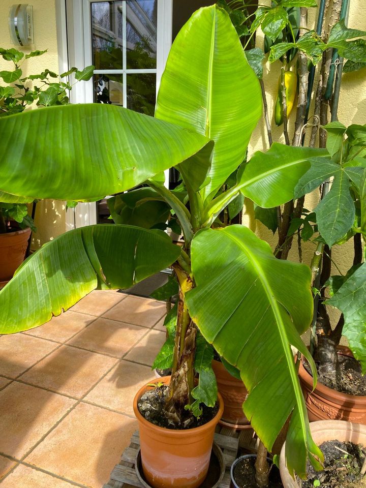 Feige, Papaya, Banane alle sicher Früchte, große Palme in Meckenbeuren