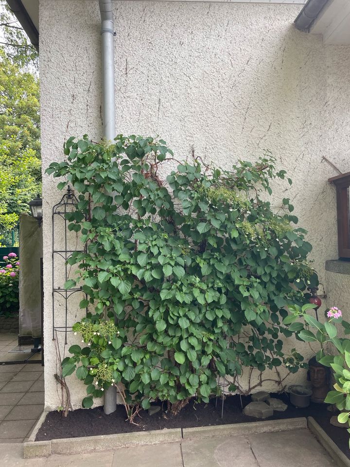 Gartenpflege, Terrassenbau, Zaunbau, Steinreinigung, Rollrasen in Mülheim (Ruhr)