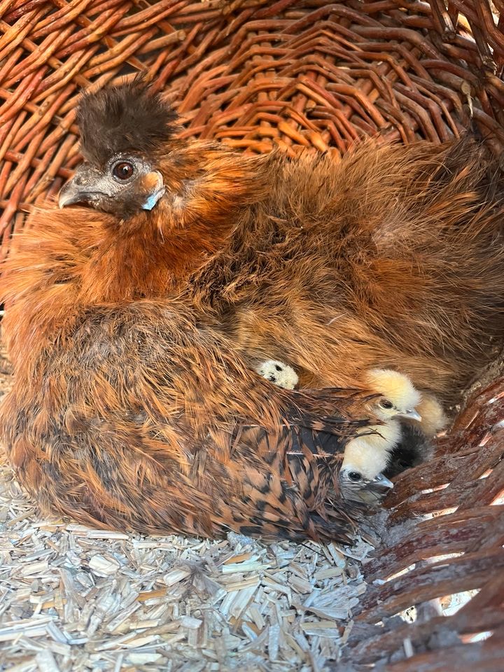 Seidenhühner / Showgirls / US Silkies Bruteier in Alfeld (Leine)