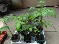 Tomaten- Pflanzen Bio, Privataufzucht, kräftig, 0,80€ pro Stck. Köln - Rath-Heumar Vorschau
