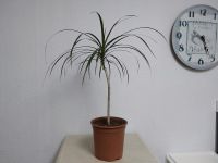 Drachenbaum, Dracaena für 6€ Bochum - Bochum-Nord Vorschau