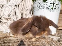 Mini lop Minilop NHD Zwergwidder Sachsen-Anhalt - Hohe Börde Vorschau