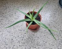 Aloe Vera Pflanze Berlin - Lichterfelde Vorschau