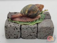 Archachatina Papyracea - schneckenpost.shop - Achatschnecke Niedersachsen - Großenkneten Vorschau