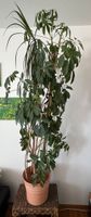 Mix Drachenbaum & Bergaralie (Schefflera) # ca. 1,60m hoch Stuttgart - Vaihingen Vorschau