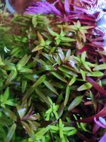 Aquarienpflanze Rotala rotundifolia Orange Juice / Orangensaft Baden-Württemberg - Schwäbisch Hall Vorschau