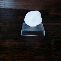 Sanddollar Muschel aus Thailand Leipzig - Gohlis-Nord Vorschau