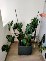 Pflanze - Monstera in liebevolle Hände abzugeben Sachsen-Anhalt - Sandersdorf Vorschau