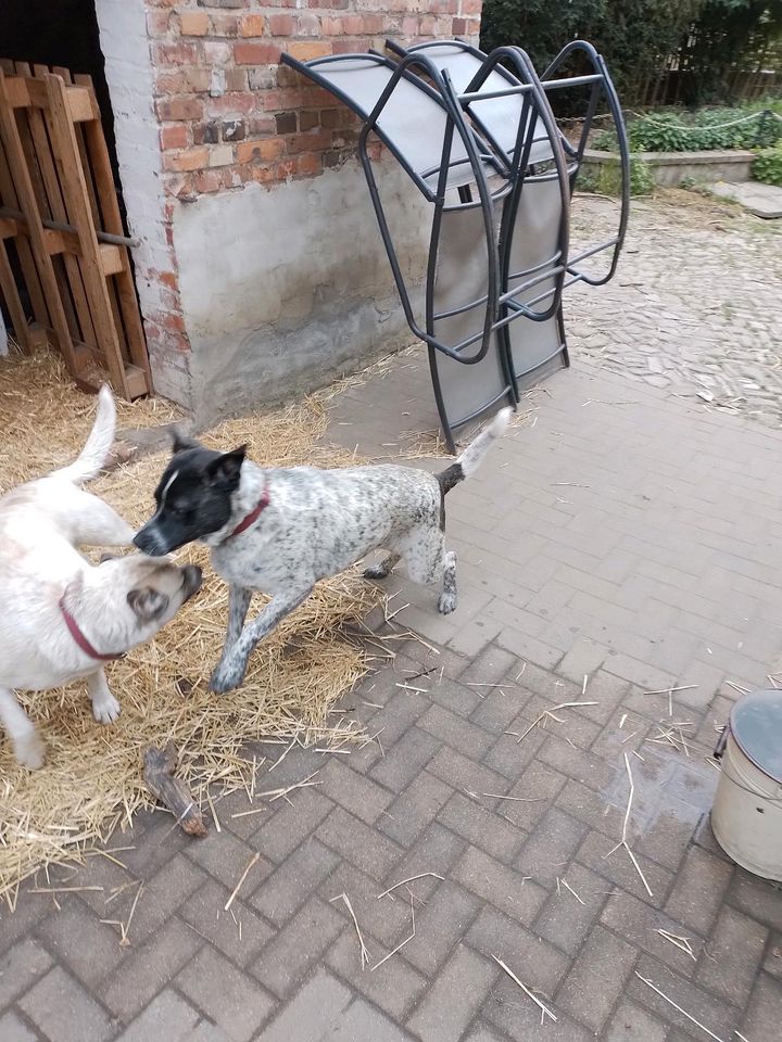 Betty&Alba, wohlerzogen & gehorsam in Wackersleben