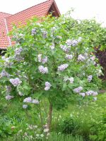 Flieder Fliederbaum Fliederstamm lila doppelte Blüte Hecke Solitä Niedersachsen - Wagenhoff Vorschau