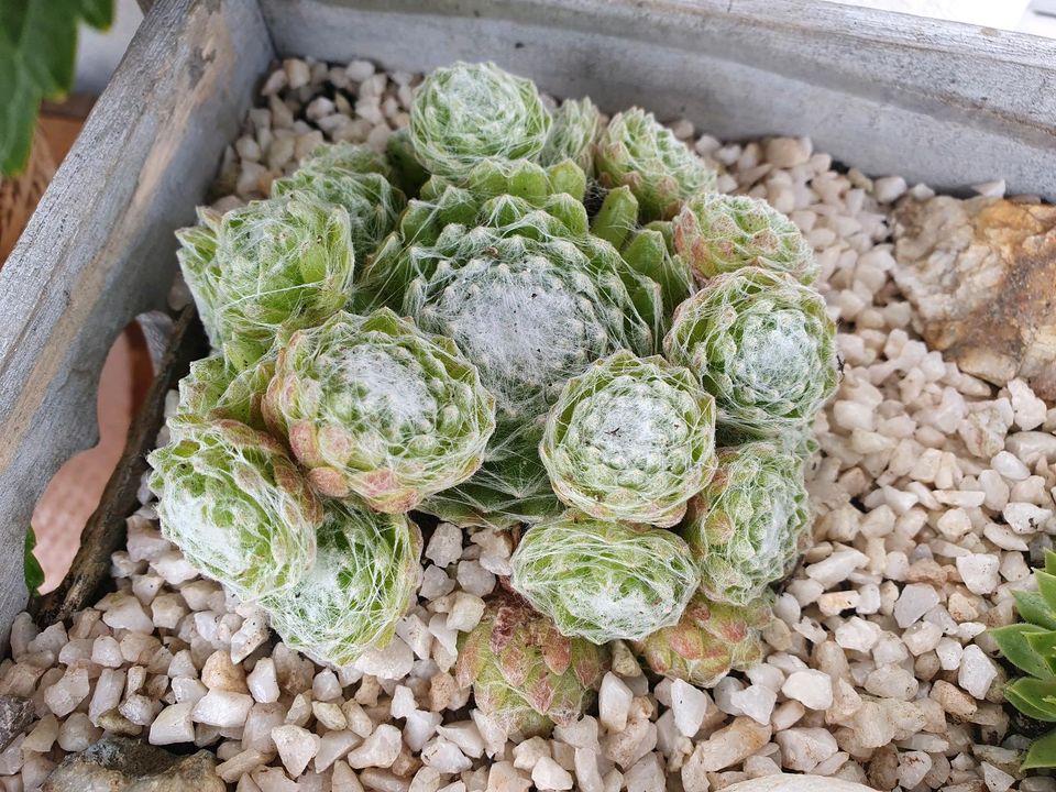 Sempervivum, Dachwurz/Hauswurz Arrangement, Deko Mini Steingarten in Wimsheim