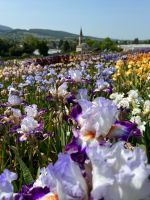 Wunderschöner Bauplatz im Markgräflerland - EFH oder 2 DHH Baden-Württemberg - Sulzburg Vorschau