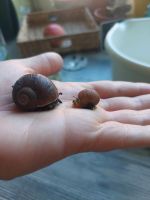 Weinbergschnecken Babys Eimsbüttel - Hamburg Niendorf Vorschau