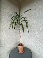 Yukka Palme Pflanze Tontopf mit Untersetzer Niedersachsen - Wolfsburg Vorschau