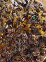 Bienenkönigin Apis Mellifera Mellifera Bayern - Augsburg Vorschau