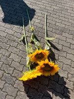 Sonnenblumen Deko Groß Nordrhein-Westfalen - Mechernich Vorschau