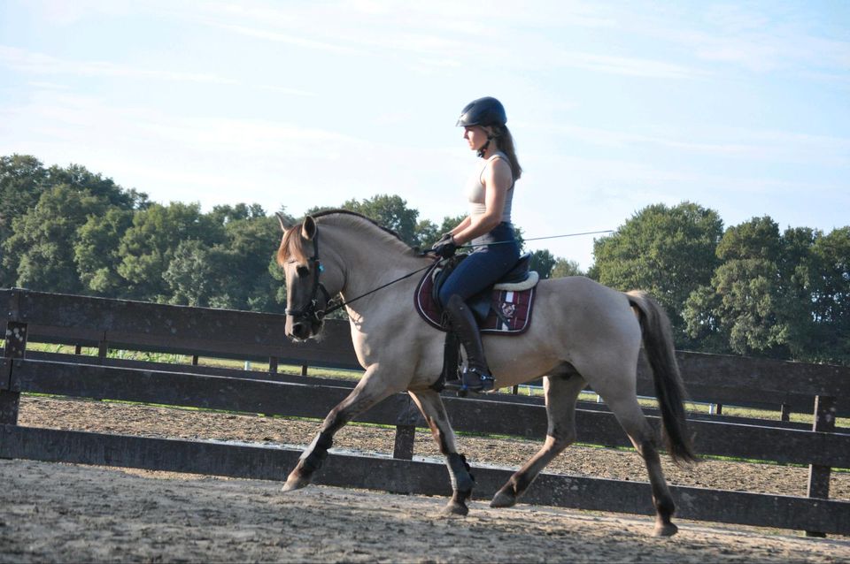 Reitbeteiligung an Konik Wallach in Pegnitz