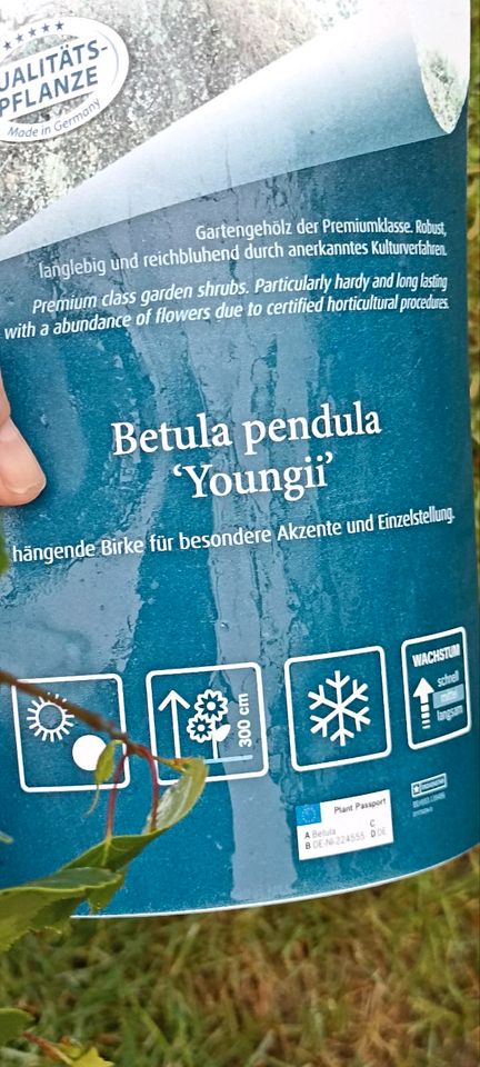 Trauerbirke Betula pendula Youngii in Sindelfingen
