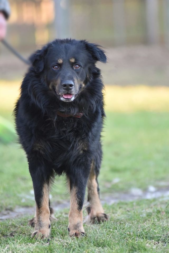 ARES Berner Sennenhund/Schäferhund Mix geb.10/18 a.d.Tierschutz in Schwarmstedt