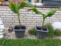 Bananen Pflanze ,Winterhart zu verkaufen Dortmund - Wickede Vorschau