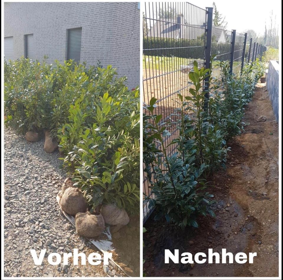 Rollrasen / Gartenarbeit / Grünschnitt / Transportdienst in Euskirchen