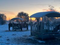 Offenstall Koppelplatz frei Schleswig-Holstein - Sankelmark Vorschau