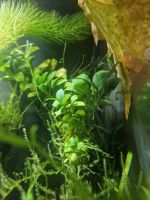 Anubias Nana (zwergspeerblatt)Aquariumpflanze Wasserpflanze Niedersachsen - Nienburg (Weser) Vorschau