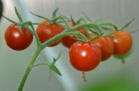 Bio-Tomatenpflanzen, auch aus demeter Bingenheimer Saatgut 1,50 € Hessen - Erlensee Vorschau