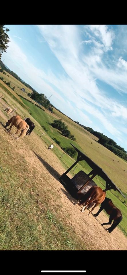 Offenstall- Platz frei für Pony!! in Hattingen