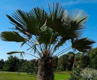 Tracchycarpus Fortunei Palme Samen Palmen Hanfpalme Rheinland-Pfalz - Guntersblum Vorschau
