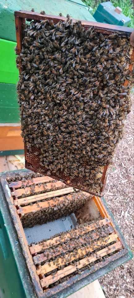 Bienenvölker in Hannover