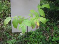 Walnuß Eiche Setzling Bäumchen; Laub Baum Hessen - Hadamar Vorschau