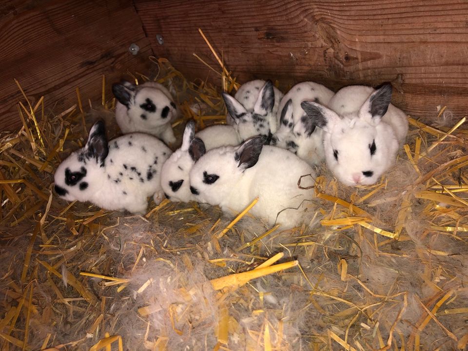 Kaninchen Dalmatiner Rex Schwarz-Weiß in Ludwigsburg