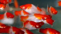 Schwertträger Koi Neon Grün Schwarz Fische Zuchtgruppen Aquarium Brandenburg - Senftenberg Vorschau