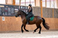 Biete Unterricht - klassische Dressur, Handarbeit, Rehatraining Bayern - Landsberg (Lech) Vorschau