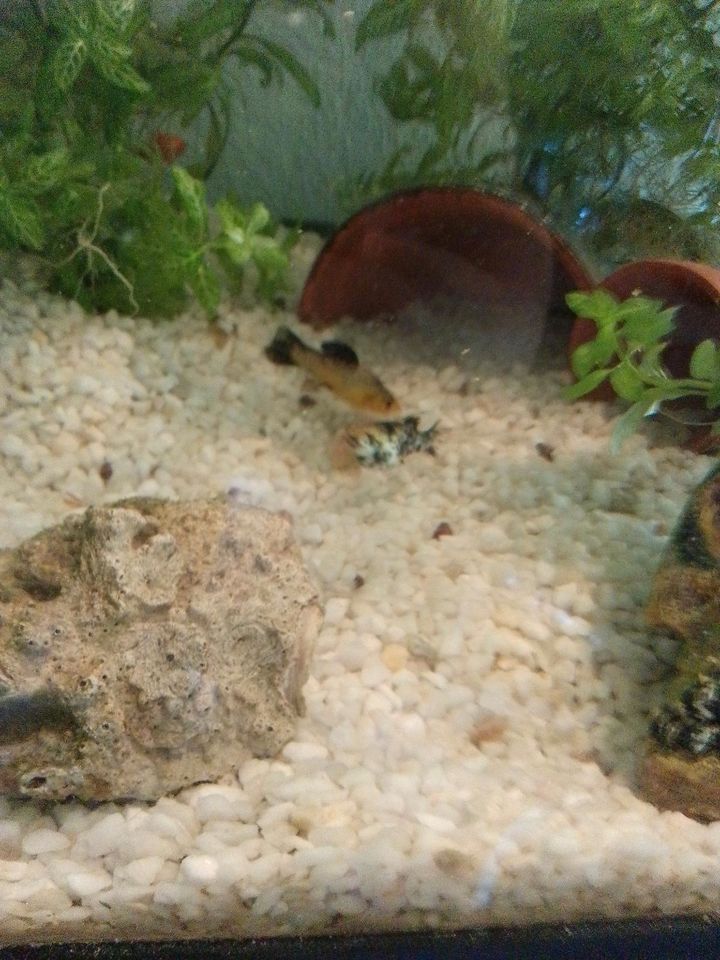 Fische platys gubbys und Mollys in Eisenach