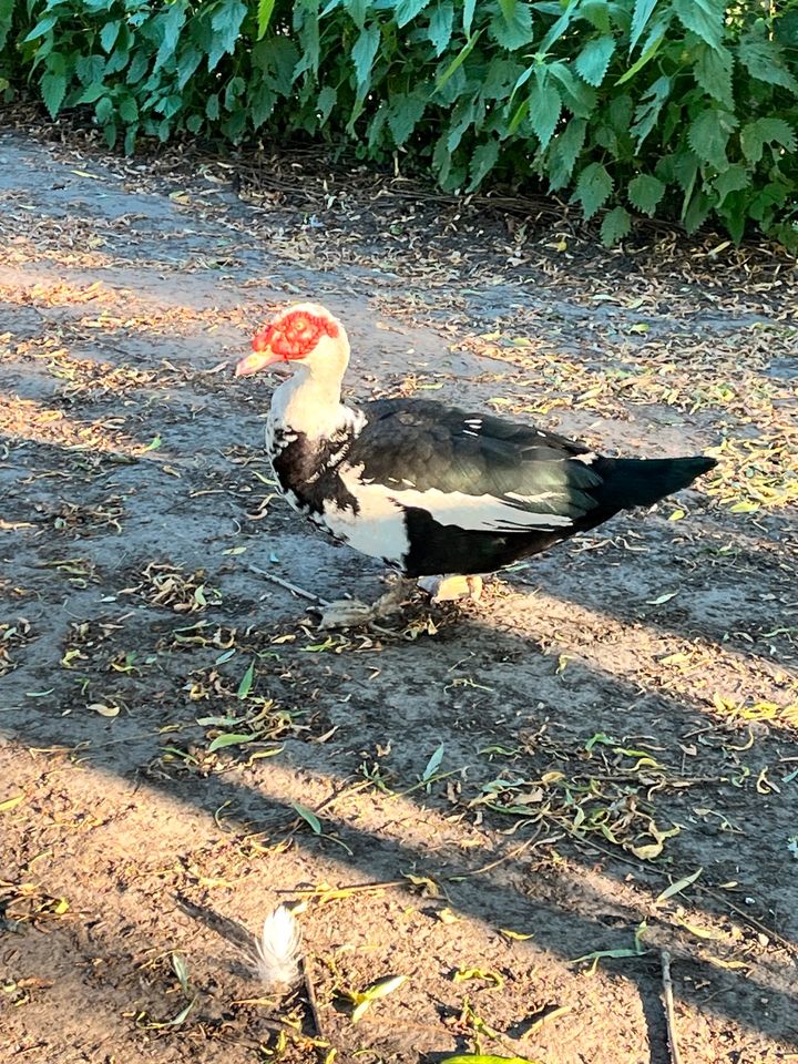 Erpel Warzenente/ Flugente in Lippstadt