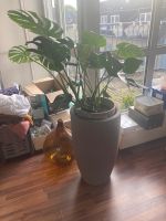 Monstera Deliciosa und Dracena Palme Nordrhein-Westfalen - Neuss Vorschau