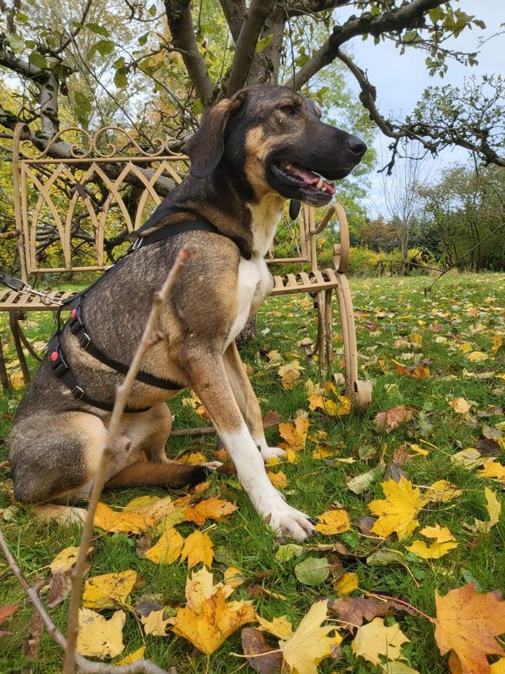 Viktor - geb. 11/2019 - groß, freundlich sucht Zuhause in Wagenfeld