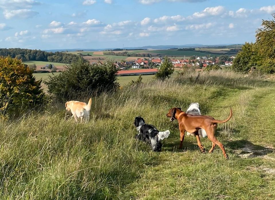 Social Walk für Mensch und Hund in Wolfhagen 