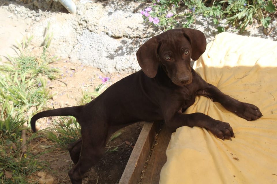 Lina Weimaraner Mix Welpe reserviert in Grebenstein